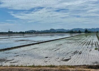 PENYUSUTAN paras air di Empangan Muda tidak akan menjejaskan aktiviti penanaman padi di Kawasan MADA.