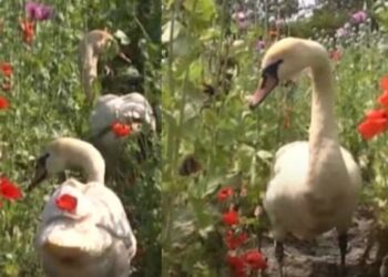 RATUSAN burung swan mengalami ketagihan selepas mematuk bunga popi di kawasan ladang di Komarno, Slovakia.-AGENSI