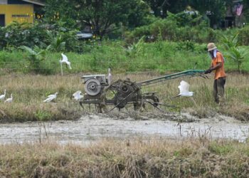 KERAJAAN Pusat perlu mempunyai kaedah kerjasama yang lebih baik dan bertegas dengan kerajaan negeri berhubung pengurusan tanah pertanian bagi memastikan negara mempunyai keluasan tanah yang mencukupi untuk sekuriti makanan.
-UTUSAN/PUQTRA HAIRRY