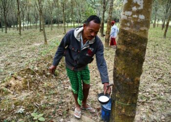 RISDA bertekad menjadikan semula Malaysia sebagai negara pengeluar getah utama dunia. - AFP