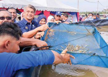 MUHAMMAD Faiz Fadzil (empat dari kiri) menunjukkan udang putih yang diternak di tapak projek ternakan udang dalam kolam fasa dua 
di Kampung Sebatu, Sungai Rambai, Melaka. – UTUSAN/MUHAMMAD SHAHIZAM TAZALI