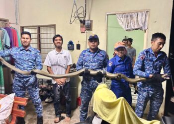 ANGGOTA  APM menunjukkan ular tedung selar sepanjang empat meter yang ditangkap di Kampung Sungai Ular, Hulu Terengganu semalam.