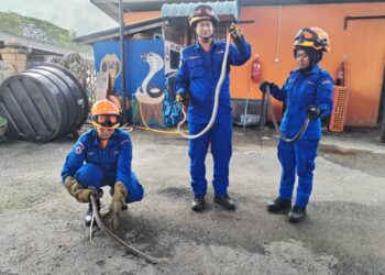 ANGGOTA APM Besut memegang tiga ekor ular sawa tikus yang ditangkap di sebuah rumah di Kampung Gong Dasar di Jabi, Selasa lalu. - UTUSAN/WAN ZURATIKAH IFFAH WAN ZULKIFLI