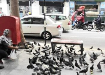 PERBUATAN memberi sisa makanan kepada burung merpati boleh dikenakan kompaun oleh Majlis Bandaraya Pulau Pinang (MBPP).-UTUSAN