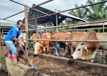 MOHD. ZAINURI Suradi memberi makanan kepada lembu ternakannya di Kampung Permatang Palas Darat di Benut, Pontian, Johor.