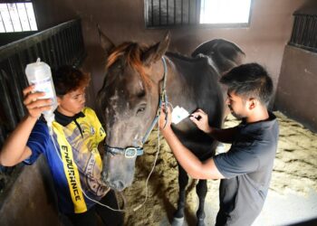 MUHAMMAD Amin Hazwan Abdul Hamid (baju hitam) dan Muhammad Iqbal Hakim terpaksa menggunakan kaedah atau rawatan Iv Drip untuk menambah air terhadap kudanya yang mengalami dehidrasi berikutan cuaca panas melampau di Padang Besar Selatan, Kuala Perlis semalam.-UTUSAN/IZLIZAN OTHMAN