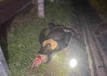 KEADAAN seekor beruang matahari jantan yang mati setelah dilanggar dua buah kenderaan di Kilometer 299, LPT2 berhampiran R&R Kijal.