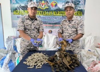 ANGGOTA Maritim Zon Kudat menunjukkan daging penyu dan balat kering yang dirampas di perairan Kudat baru-baru ini-IHSAN MARITIM