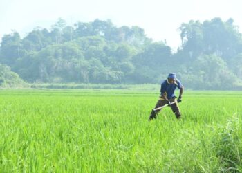 PESAWAH ‘gulung tikar’ jika harga belian padi kekal RM1,300. - GAMBAR HIASAN