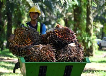 PROSPEK sektor perladangan kekal positif dengan unjuran harga purata MSM bagi tahun kalendar 2026 dikekalkan pada RM4,300 satu tan.