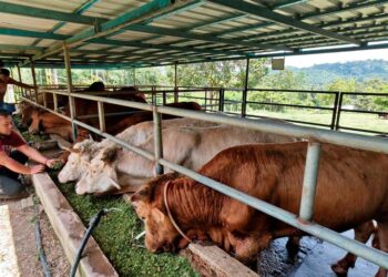 BEKALAN ternakan untuk sambutan Hari Raya Aidiladha yang disambut pada Sabtu ini dijangka mencukupi dan dapat memenuhi. permintaan di seluruh negara. - GAMBAR HIASAN