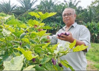 RAKYAT Malaysia disaran menanam sayur-sayuran sendiri susulan kenaikan harga sayur di pasaran yang dijangka terus meningkat dalam masa terdekat.