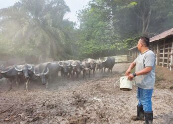 MOHAMAD Noor Ismail menyejukkan kerbau peliharaannya dengan siraman air ketika cuaca panas di Kampung Kenangan, Bidor. – UTUSAN/AIN SAFRE BIDIN