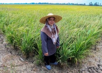 Bernas) melancarkan Rakan Tani iaitu aplikasi kecerdasan buatan (AI) berasaskan platform WhatsApp pertama di Malaysia yang direka khas untuk membimbing pesawah pada setiap peringkat kitaran penanaman padi yang sekali gus akan dapat meningkatkan pengeluaran tanaman.