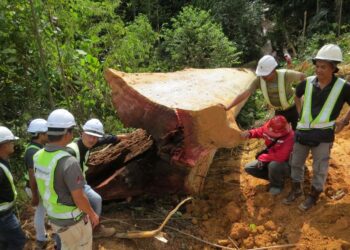 POKOK tualang berusia 120 tahun ditebang di Kampung Sungai Bayu, Gua Musang, Kelantan untuk memberi laluan Projek LTU Pakej 2A.