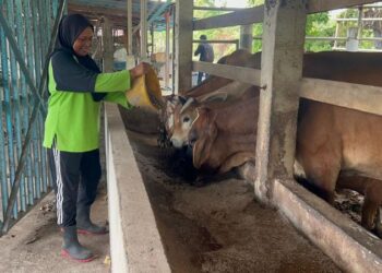CHE Amah Che Mid memberi makan kepada lembu-lembu ternakannya yang diusahakan bersebelahan rumahnya di Kampung Chelong, Padang Besar, Perlis. – UTUSAN/ASYRAF MUHAMMAD