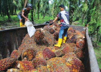 BUAH TANDAN SAWIT