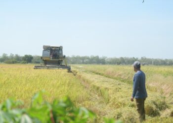 USAHA kerajaan mempertingkat insentif pesawah dan bantuan diesel memberi impak positif kepada produktiviti sektor agromakanan serta memperkukuh keterjaminan makanan negara dalam jangka masa pendek dan panjang.