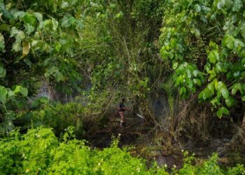 Kebakaran hutan