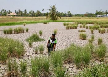 KEADAAN panas dan musim kemarau berpanjangan menyebabkan sawah merekah yang memerlukan kaedah tanaman padi dilakukan secara tabur terus kering di Kawasan MADA di Kedah. - UTUSAN/SHAHIR NOORDIN