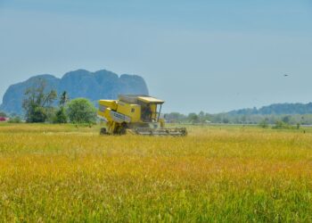 SEGELINTIR pesawah di Kampung Santan, Kangar, mengambil keputusan menuai padi lebih awal ekoran kekurangan bekalan air.  
– UTUSAN/IZLIZAN OTHMAN