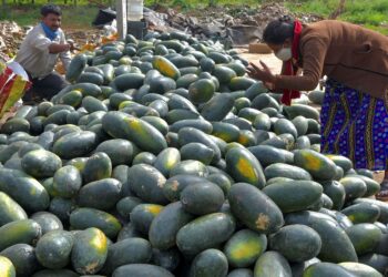 HARGA buah tembikai menjunam di India. - AFP