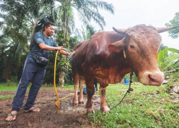 MOHD. Sharif Ismail menguruskan lembu ternakannya di Kampung Parit Che Ha, Manir, Kuala Terengganu. – UTUSAN/PUQTRA HAIRRY