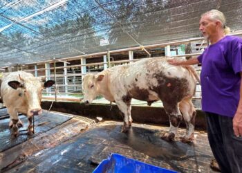 MUHAMMAD Zaini Muhammad Hassan menjaga lembu ternakannya di Kampung Batu 8, Jalan Changkat Jong di Teluk Intan. - UTUSAN/AIN SAFRE BIDIN