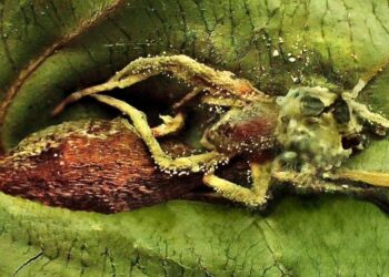 LEPTOBACILLIUM geminatum, spesies baharu yang ditemui daripada
sampel yang diasingkan daripada seekor labah-labah di hutan Sabah. - GAMBAR UMS