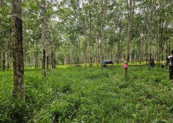 Lokasi tempat mayat Asmadi Ibrahim ditemui selepas 11 hari dilaporkan hilang.