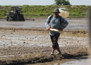 HANYA sebahagian kecil pesawah di kawasan MADA memulakan kerja-kerja penanaman padi bagi Musim 1/2026 apabila proses itu baru mencecah tahap 28.8 peratus.