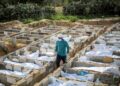 SEORANG lelaki berjalan di kawasan kubur semasa pengebumian 53 jenazah tanpa identiti di Deir al-Balah, tengah Gaza, Palestin pada Februari lalu. – AFP