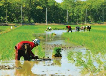 KEGAGALAN meningkatkan hasil padi menimbulkan persoalan mengenai keupayaan penyelidikan dan pembangunan (R&D) varieti benih padi di negara ini. – MINGGUAN/IZLIZAN OTHMAN