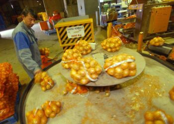 CUACA panas melampau menyebabkan krisis kekurangan bawang berlaku di Perancis. - AFP