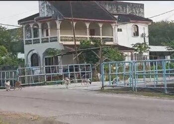 MASALAH anjing liar antara perkara paling membimbangkan terutama kepada penunggang motosikal pada waktu malam di sekitar Mengkibol.