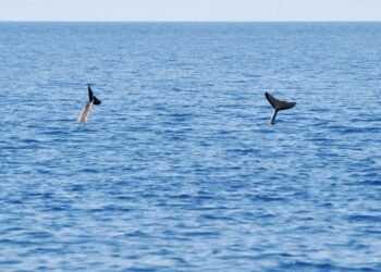 GAMBAR fail laut di Sulawesi. - AFP