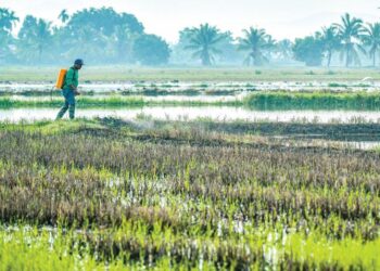 SELAIN berdepan isu kelewatan bekalan baja subsidi, para pesawah turut mempersoal tahap kualiti baja sebatian tambahan yang dibekalkan.