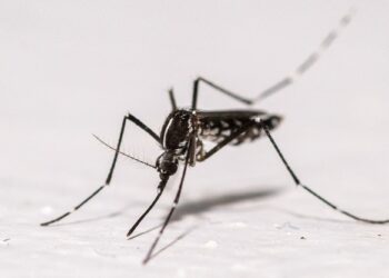GAMBAR fail nyamuk aedes. - AFP