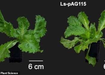Protein daging boleh diperoleh dari pokok salad dan tembakau. - Frontiers in Plant Science