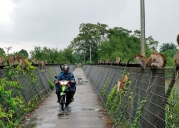 KONFLIK manusia dan kera bukan sekadar isu gangguan haiwan liar tetapi mencerminkan hubungan kompleks antara pembangunan dengan kelestarian alam.