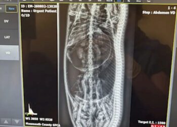 UJIAN sinar-X mendapati ular itu membaham oposum. - SPCA