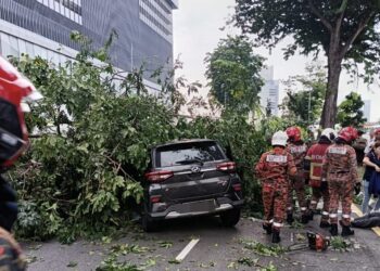 KERJA-KERJA menyelamat sedang dilakukan oleh pasukan bomba dengan kerjasama MBPP dan APM selepas sebatang pokok besar tumbang menghempap sebuah kereta di Jalan Macalister, George Town, Pulau Pinang.-IHSAN JBPM PULAU PINANG