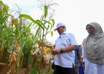 MOHAMAD Sabu melihat tanaman jagung selepas Majlis Peluncuran Varieti Jagung Bijian Tempatan di BUTE Div Genting Tanah Merah Estate Sepang. - UTUSAN/FAISOL MUSTAFA