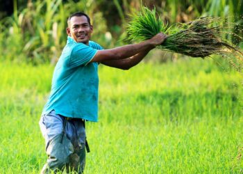 TERDAPAT  kelemahan dalam terimaan dana berbentuk kewangan dan aset serta bayaran Skim Subsidi Harga Padi (SSHP) di bawah perjanjian konsesi pengurusan industri padi dan beras negara. - GAMBAR HIASAN