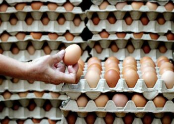 Malaysia diramal akan mengalami kemerosotan pengeluaran telur ayam tempatan tahun depan. - Gambar hiasan