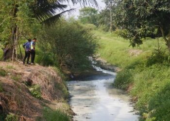 Sisa sawit