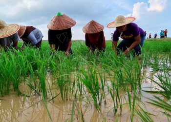 Malaysia perlu menghasilkan padi pada tahap sara diri bagi elak pergantungan bekalan dari negara lain.